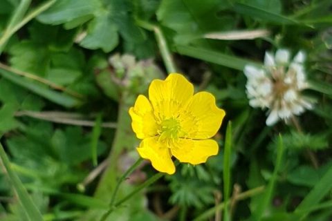 Bouton-dor