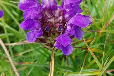 Brunelle-a-grandes-fleurs