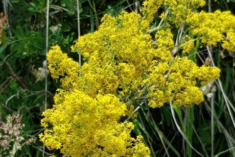 Caille-lait-jaune