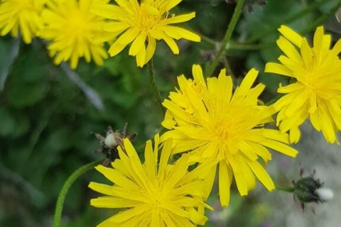 Crepis-des-pres