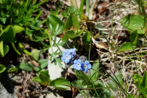 Myosotis alpestre