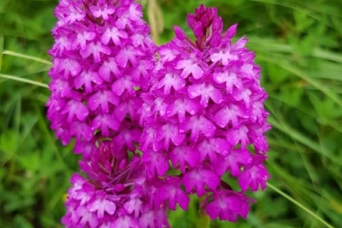 Orchis-Pyramidal