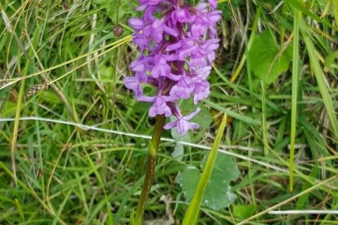 Orchis-moucheron