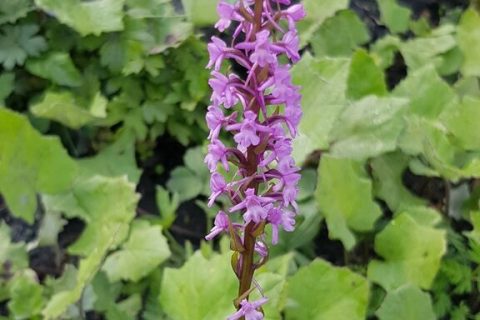Orchis-moucheron