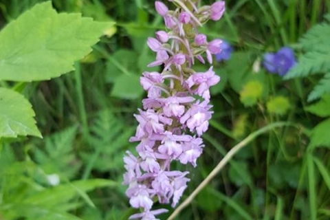 Orchis