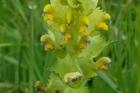 Rhinanthe