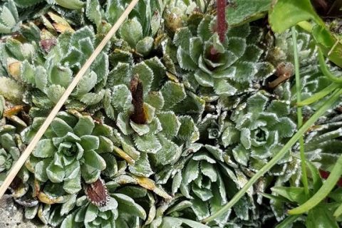 Saxifrage