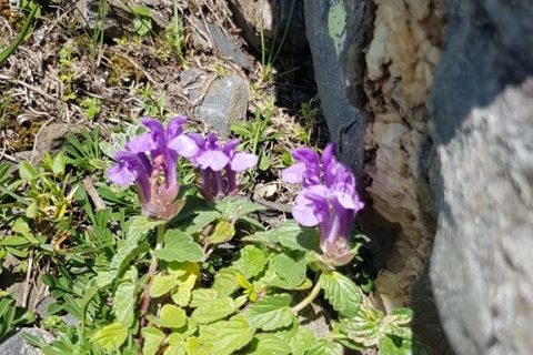Scutellaire-des-alpes
