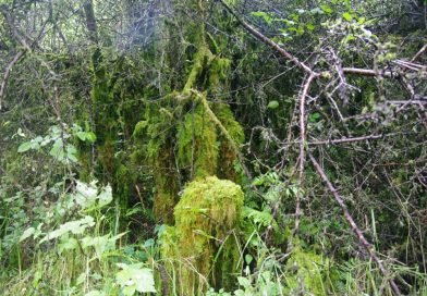 Cushendall – Glenary Forest Park, Ballygally, Shlemish mountains et Murlough bay